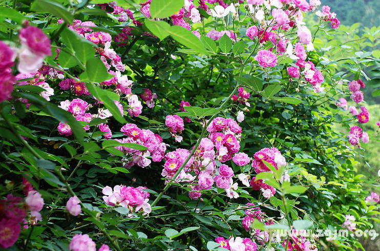 蔷薇花的花语