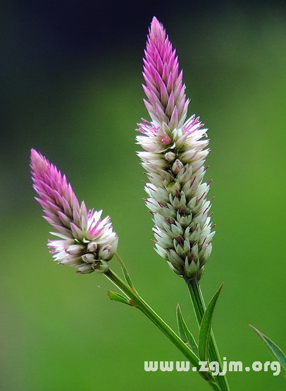 密蒙花的花语