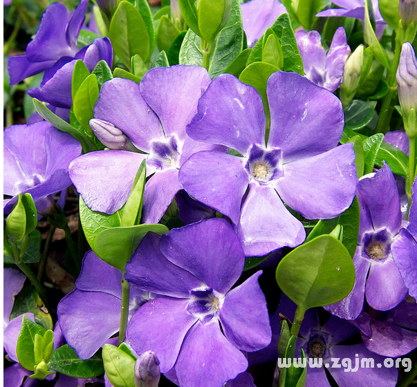 小长春花的花语
