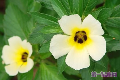 11月19日花语：时钟花，生日花语高贵