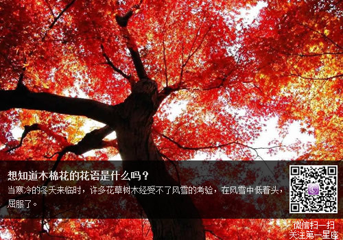 想知道木棉花的花语是什么吗？