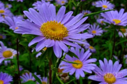 紫菀：回忆、真挚的爱