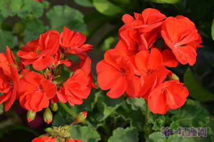 天竺葵的花语是什么？