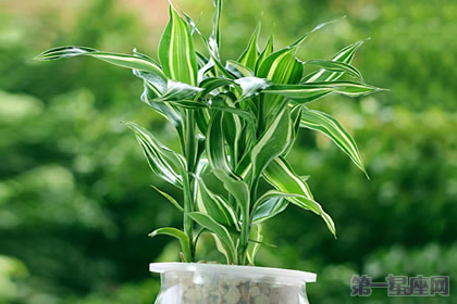 富贵竹的花语：花开富贵、竹报平安