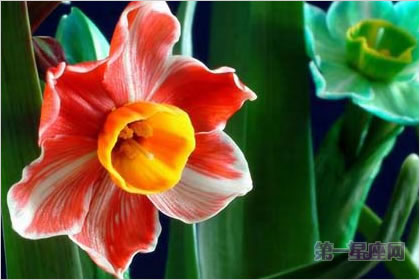 4月27日花语：红边水仙，生日花语艺术