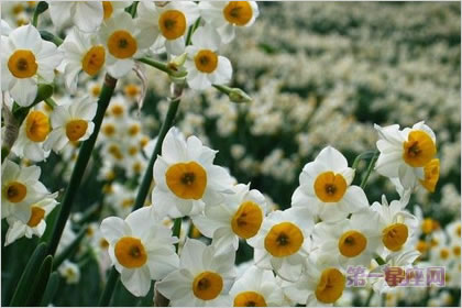 4月18日花语：白色野生水仙，生日花语自负