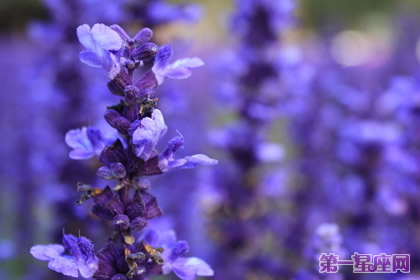 花语大全：各种花语大全带图片