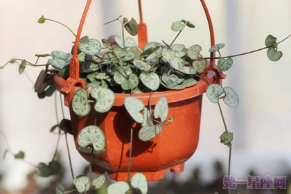 爱之蔓的花语是什么