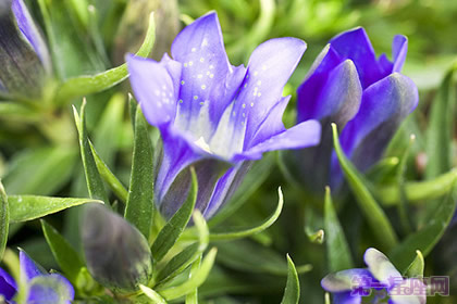 龙胆花的花语是什么
