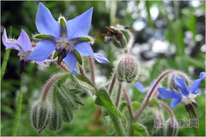 4月14日花语：琉璃苣，生日花语机智