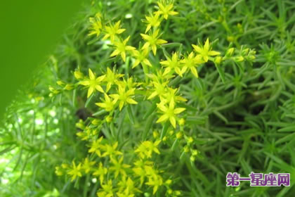 6月29日花语：佛甲草，生日花语韵律感