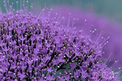不常见的花与花语：夕雾花语