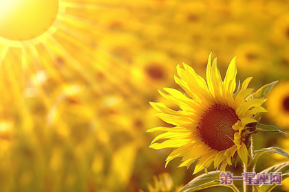 8月24日花语：向日葵，生日花语太阳