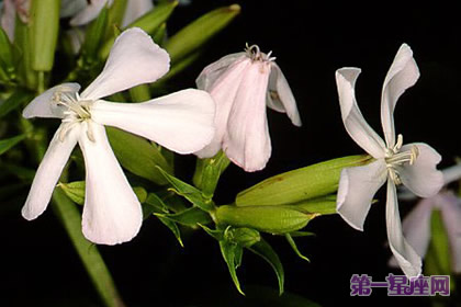 花语：石碱草，生日花语历史