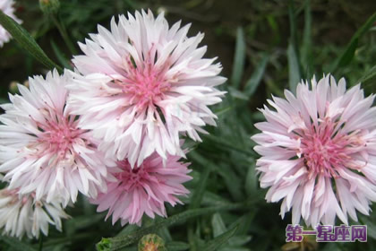 花语：香矢车菊，生日花语朴素