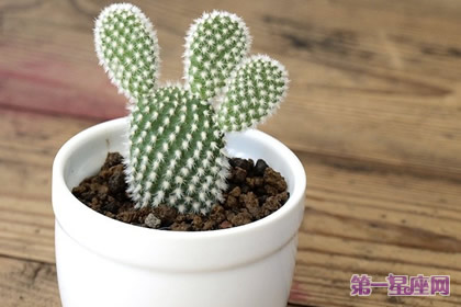 盘点什么花防辐射最好？