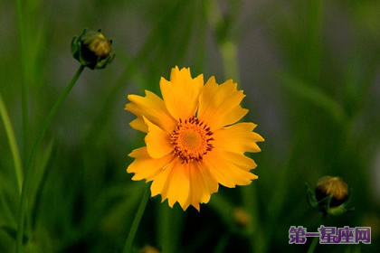 花语：黄矢车菊，生日花语权力