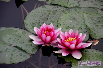 睡莲的花语：高高在上、不谙世事、纤尘不染