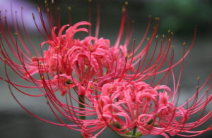彼岸花