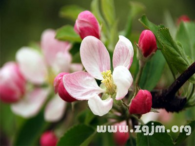 苹果花的花语