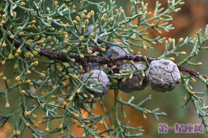 12月23日花语：印度杉，生日花语象征