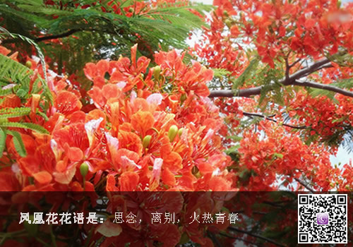 凤凰花花语是什么？什么是凤凰花？