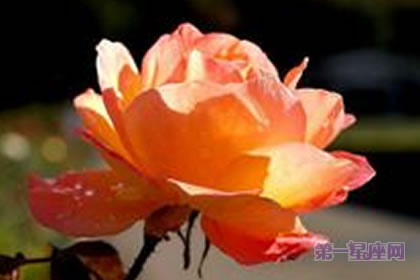 6月8日花语：二便士草，生日花语富裕