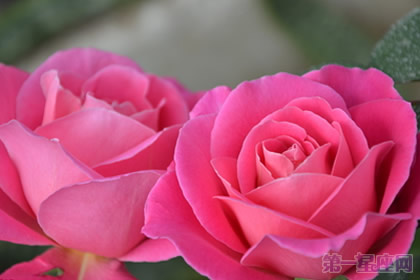 不同颜色的月季花语知多少？