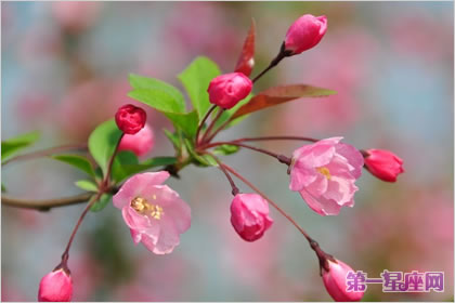 各种花的花语：垂丝海棠的花语是什么？