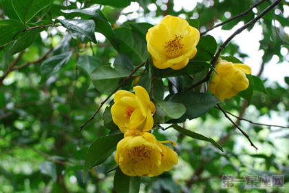 金茶花的花语是什么？