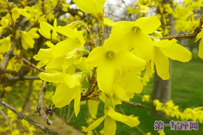 各种花的花语：金钟花的花语是什么？