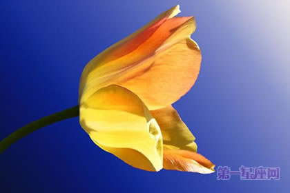 2月14日花：黄番红花，生日花语失恋