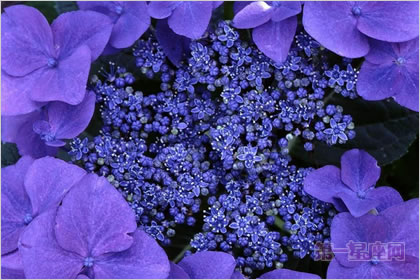 3月20日花语：野生紫萝兰，生日花语清楚