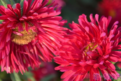 6月28日花语：矢车菊，生日花语人格