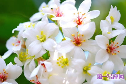 7月30日花语：白色毛蕊花，生日花语思索