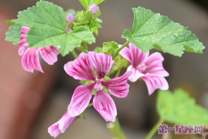 9月17日花语：锦葵，生日花语讽刺