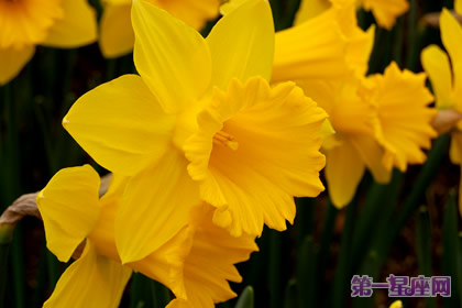 花语：黄水仙，生日花语纯朴