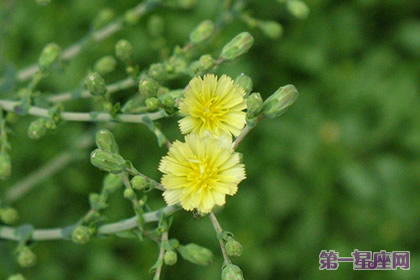 花语：青莴，生日花语害羞