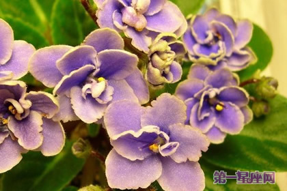 非洲紫罗兰花语