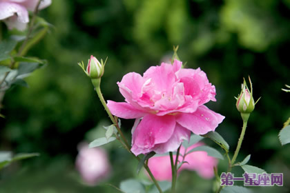 月季花的花语：等待有希望的希望，幸福