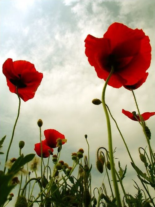 罂粟花