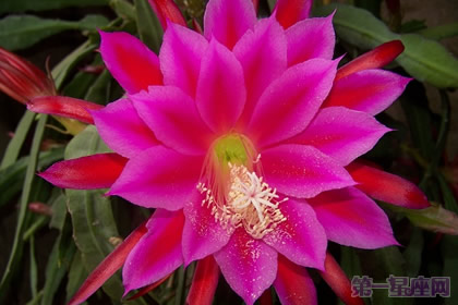 令箭荷花的花语以及传说